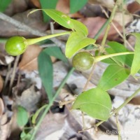 Jasminum angustifolium (L.) Willd.